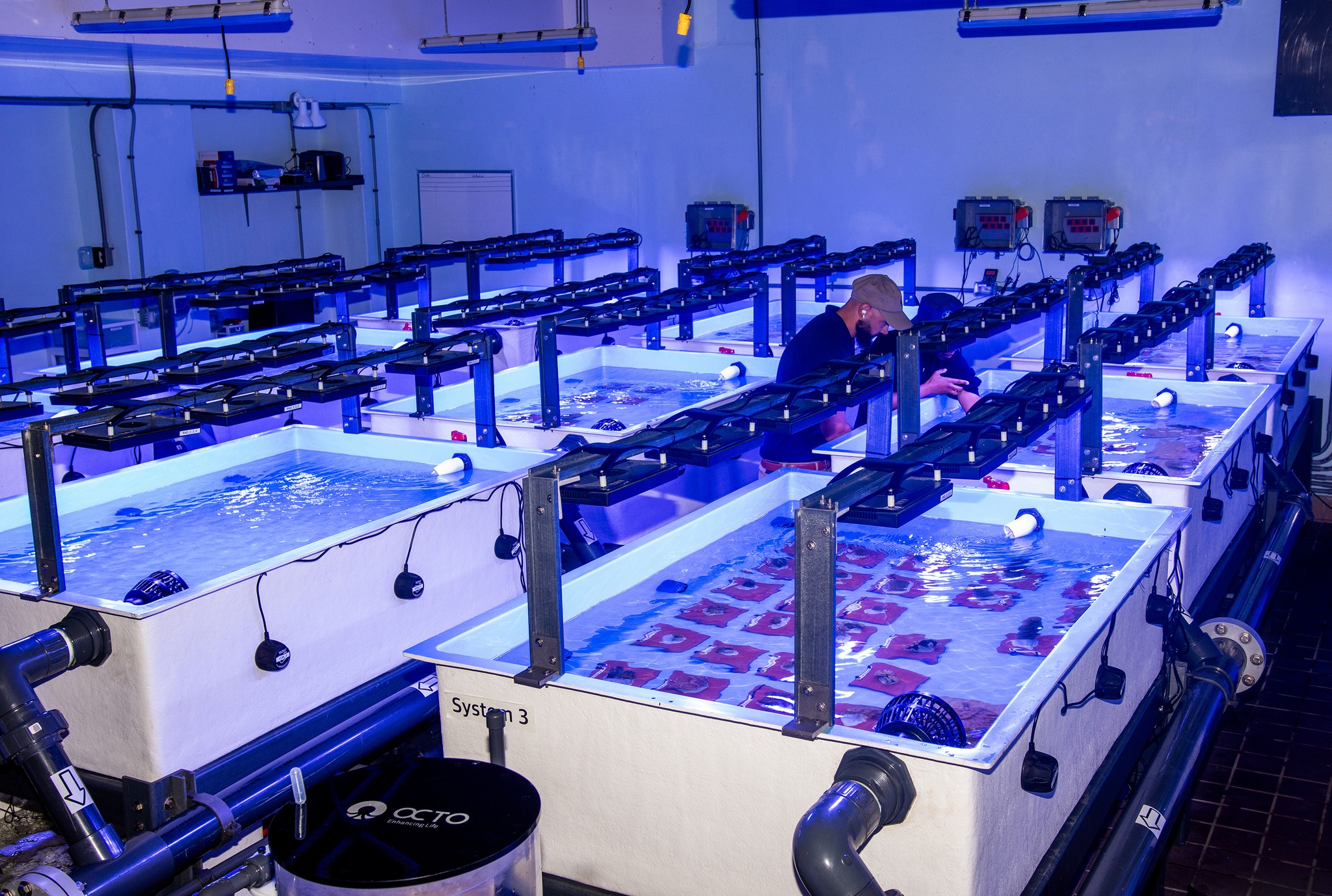 University of The Bahamas Students Involved in Groundbreaking Coral Gene Bank University of The Bahamas Students Involved in Groundbreaking Coral Gene Bank